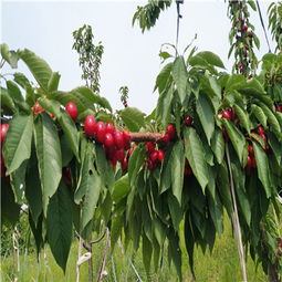 扦插櫻桃苗批發(fā)基地的專業(yè)經(jīng)營指南