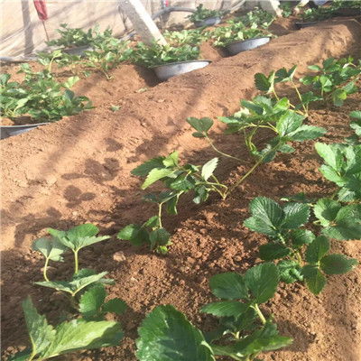 艷麗草莓苗價(jià)格解析與農(nóng)民自產(chǎn)自銷的經(jīng)營模式