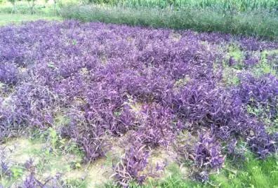 聚焦富民 以樹木種植經(jīng)營充實(shí)百姓口袋