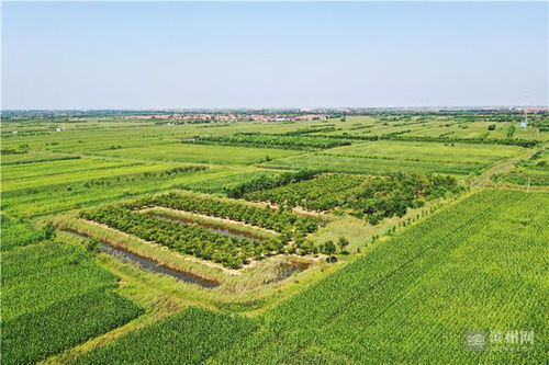 心里裝著群眾，腳步丈量藍圖——記土專家劉國利的農(nóng)副產(chǎn)品銷售之路