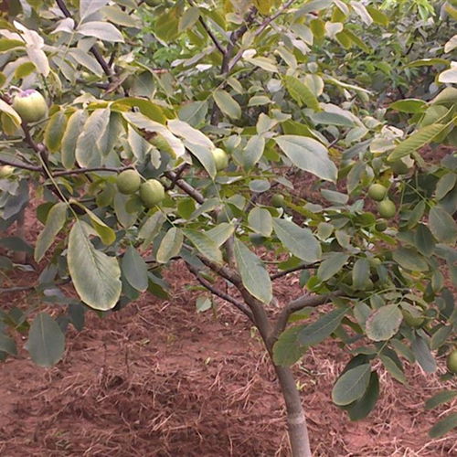 豐產(chǎn)核桃樹苗種植與經(jīng)營技術(shù)指南