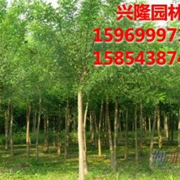 山東濱州興隆景觀苗木銷售公司 優(yōu)質(zhì)速生國槐與白蠟的專業(yè)供應(yīng)商