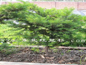 東北紅豆杉保定培育基地苗木47號(hào)樹木種植與經(jīng)營