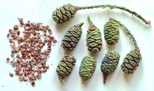 森林火災(zāi)與長壽樹的繁衍奇跡