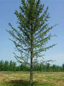 銀杏樹銷售指南 旭堯苗木種植與25公分銀杏樹價格解析