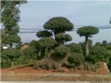 長沙長瀏苗木園藝 精品綠化苗木供應(yīng)與種植經(jīng)營服務(wù)